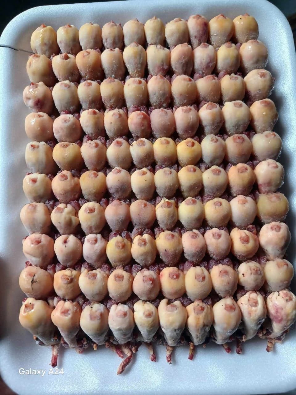 WhatsApp Image 2025-11-09 at 12.38.19 PM